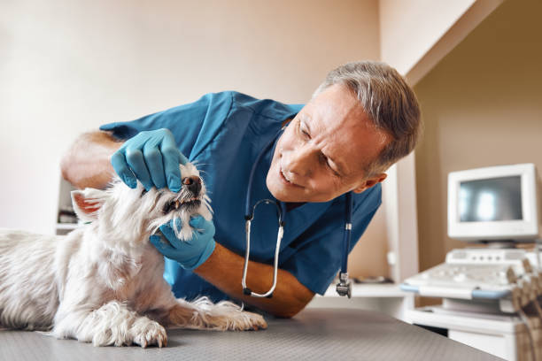 Best Emergency Root Canal Treatment in St Albans, VT